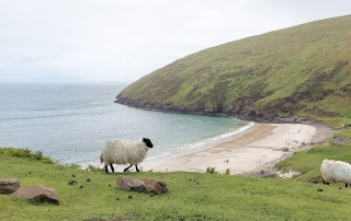 Weißes Schaf auf einem grünen Hügel, im Hintergrund Keem Bay auf Achill Island, Irland